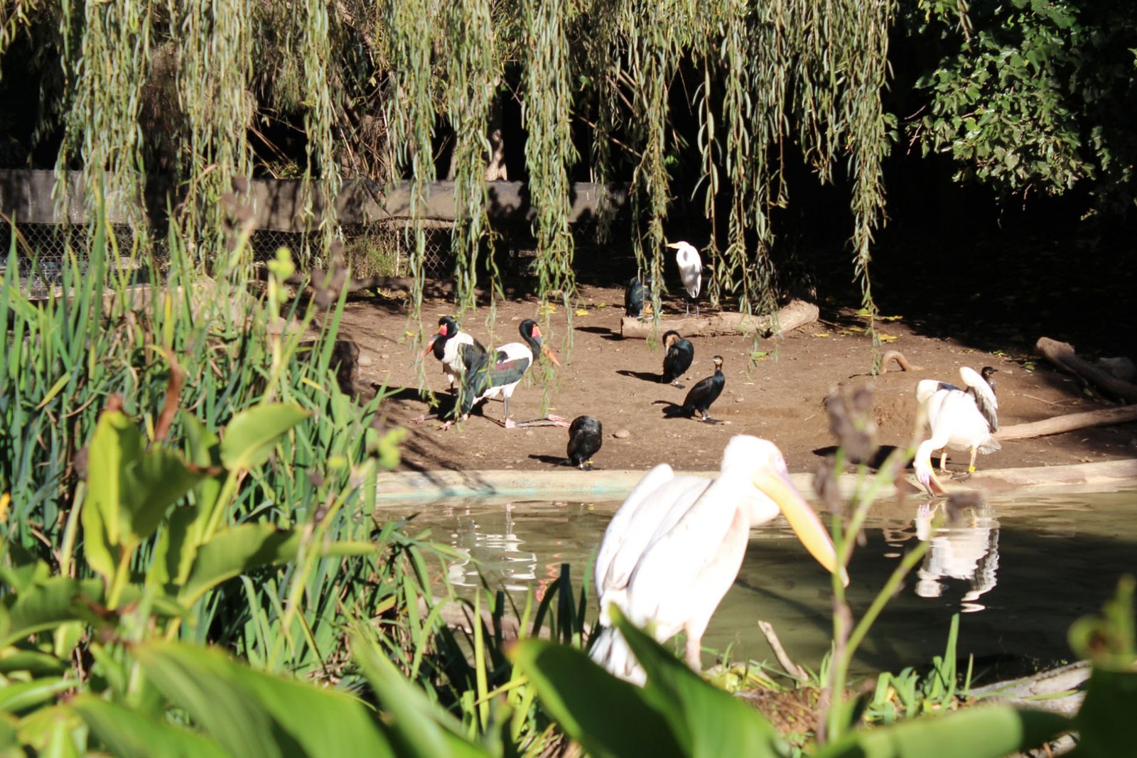 San Diego Zoo Part II 095